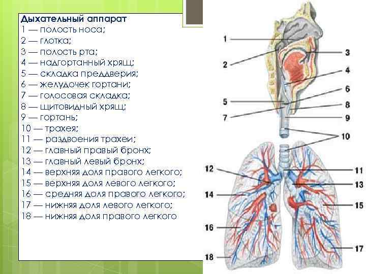 Дыхательный аппарат 1 — полость носа; 2 — глотка; 3 — полость рта; 4