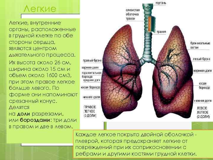 Легкие, внутренние органы, расположенные в грудной клетке по обе стороны сердца, являются центром дыхательного