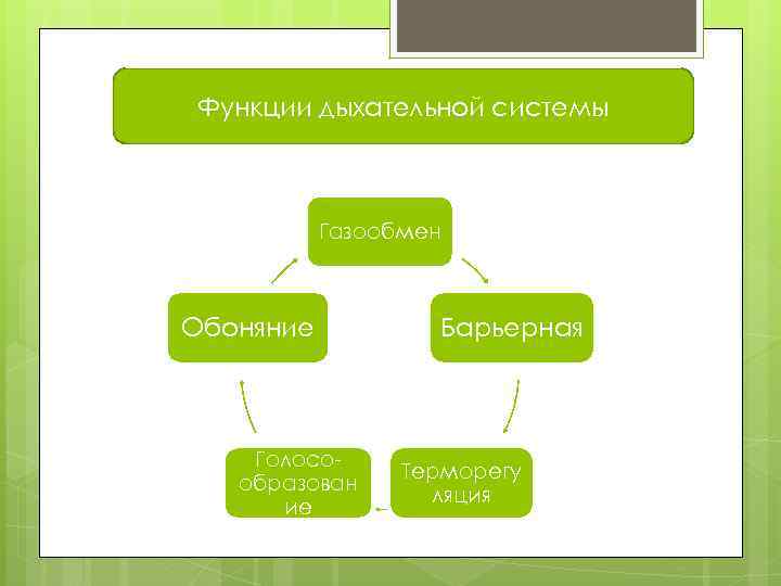 Функции дыхательной системы Газообмен Обоняние Голосообразован ие Барьерная Терморегу ляция 