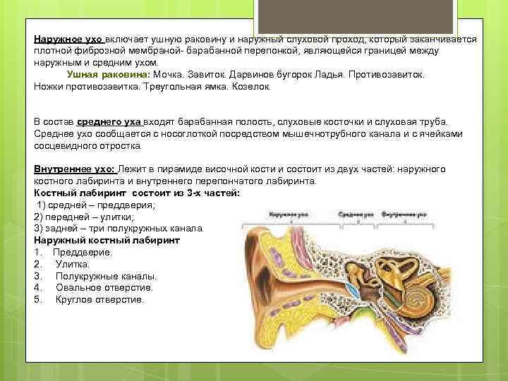Наружное ухо включает ушную раковину и наружный слуховой проход, который заканчивается плотной фиброзной мембраной