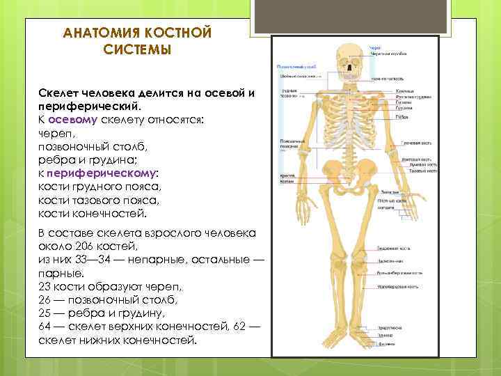 Костная система презентация