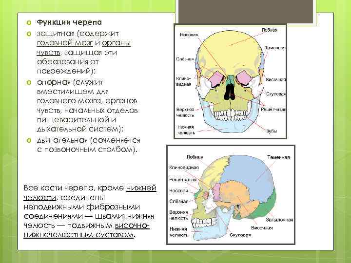  Функции черепа защитная (содержит головной мозг и органы чувств, защищая эти образования от