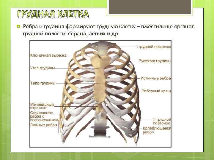 ГРУДНАЯ КЛЕТКА Ребра и грудина формируют грудную клетку – вместилище органов грудной полости: сердца,