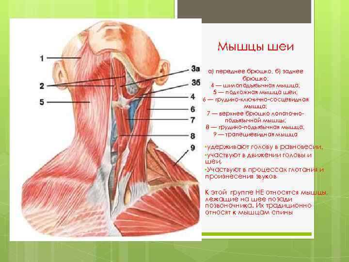 Мышцы шеи а) переднее брюшко, б) заднее брюшко; 4 — шилоподъязычная мышца; 5 —