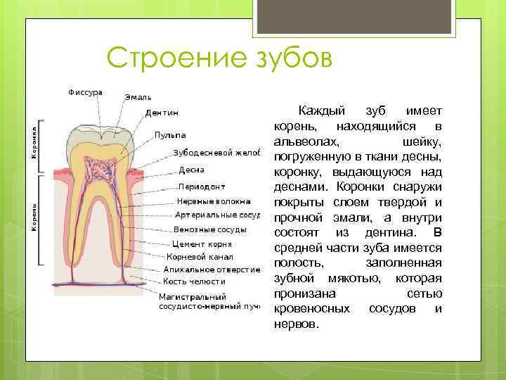 Строение зубов Каждый зуб имеет корень, находящийся в альвеолах, шейку, погруженную в ткани десны,