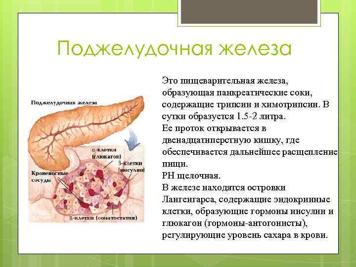 Поджелудочная железа Это пищеварительная железа, образующая панкреатические соки, содержащие трипсин и химотрипсин. В сутки