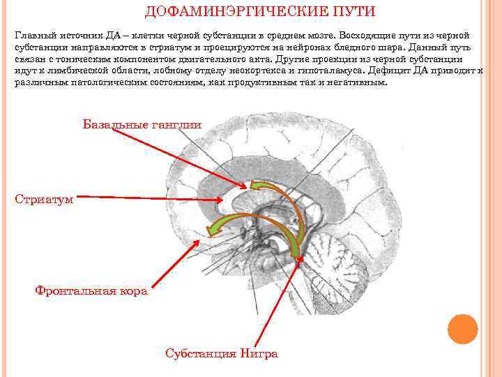 ДОФАМИНЭРГИЧЕСКИЕ ПУТИ Главный источник ДА – клетки черной субстанции в среднем мозге. Восходящие пути