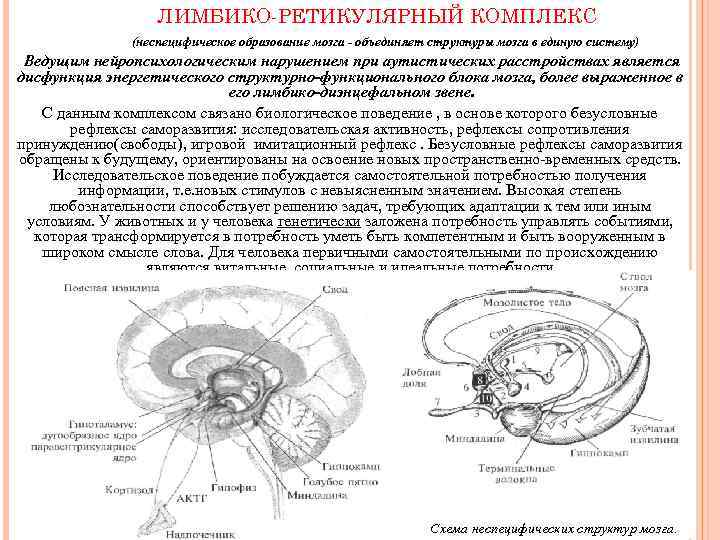 ЛИМБИКО РЕТИКУЛЯРНЫЙ КОМПЛЕКС (неспецифическое образование мозга - объединяет структуры мозга в единую систему) Ведущим