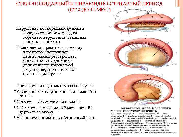 СТРИОПОЛИДАРНЫЙ И ПИРАМИДНО СТРИАРНЫЙ ПЕРИОД (ОТ 4 ДО 11 МЕС. ) Нарушение подкорковых функций