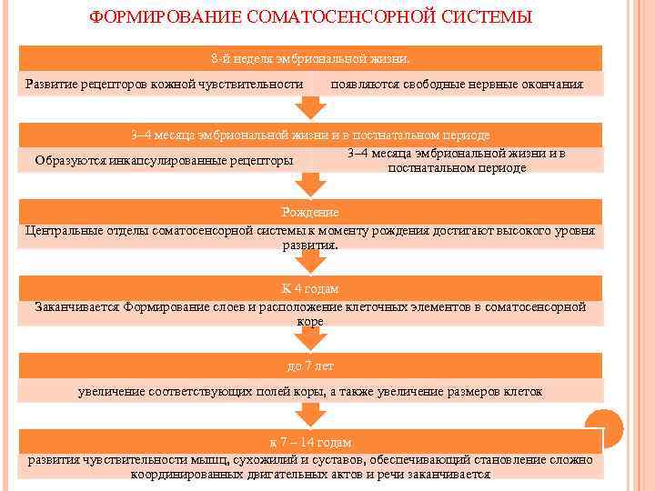 ФОРМИРОВАНИЕ СОМАТОСЕНСОРНОЙ СИСТЕМЫ 8 й неделя эмбриональной жизни. Развитие рецепторов кожной чувствительности появляются свободные