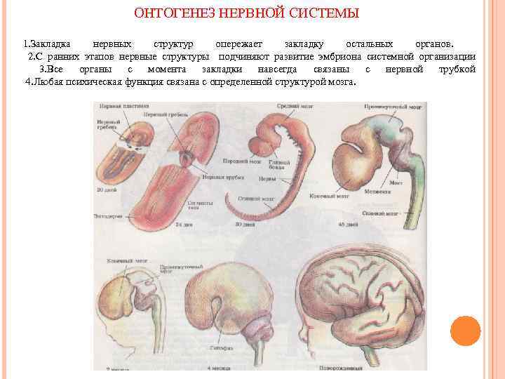 ОНТОГЕНЕЗ НЕРВНОЙ СИСТЕМЫ 1. Закладка нервных структур опережает закладку остальных органов. 2. С ранних