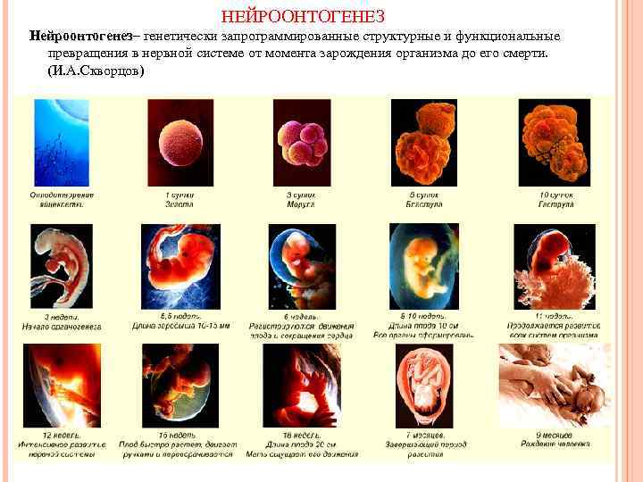 НЕЙРООНТОГЕНЕЗ Нейроонтогенез– генетически запрограммированные структурные и функциональные Нейроонтогенез превращения в нервной системе от момента