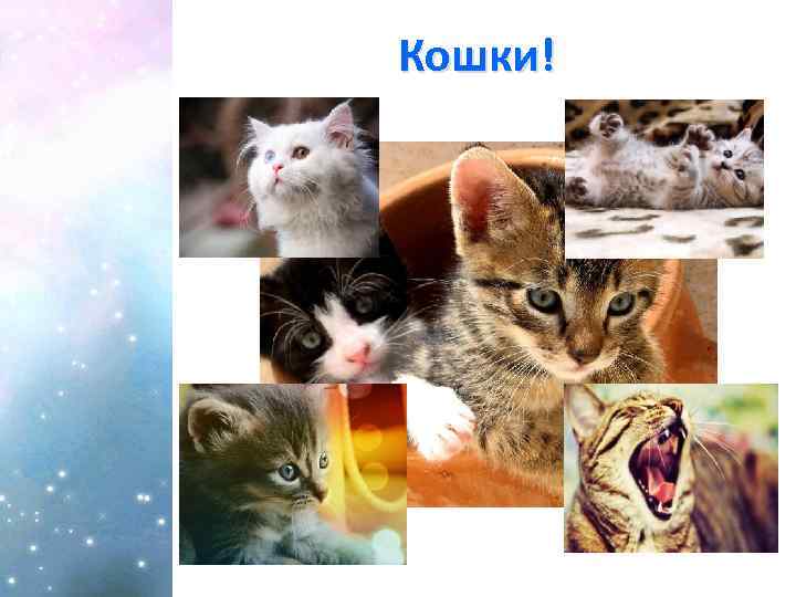 Кошки! 