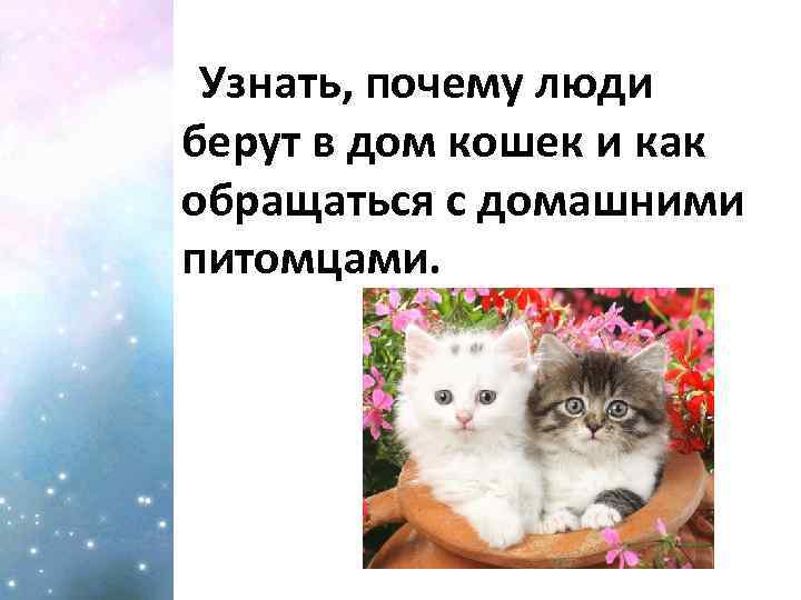 Узнать, почему люди берут в дом кошек и как обращаться с домашними питомцами. 