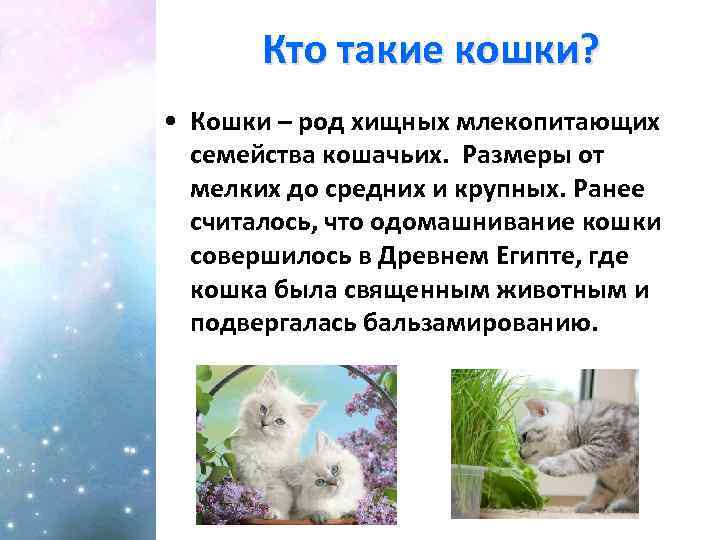 Кто такие кошки? • Кошки – род хищных млекопитающих семейства кошачьих. Размеры от мелких