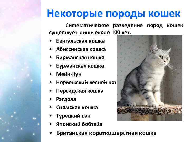 Некоторые породы кошек Систематическое разведение пород кошек существует лишь около 100 лет. • Бенгальская
