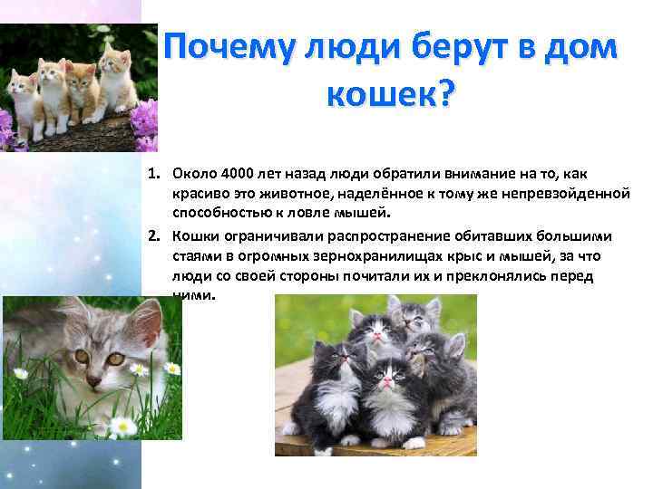 Почему люди берут в дом кошек? 1. Около 4000 лет назад люди обратили внимание