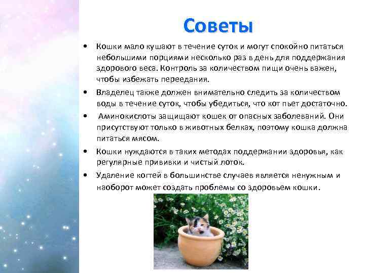 Советы • Кошки мало кушают в течение суток и могут спокойно питаться небольшими порциями