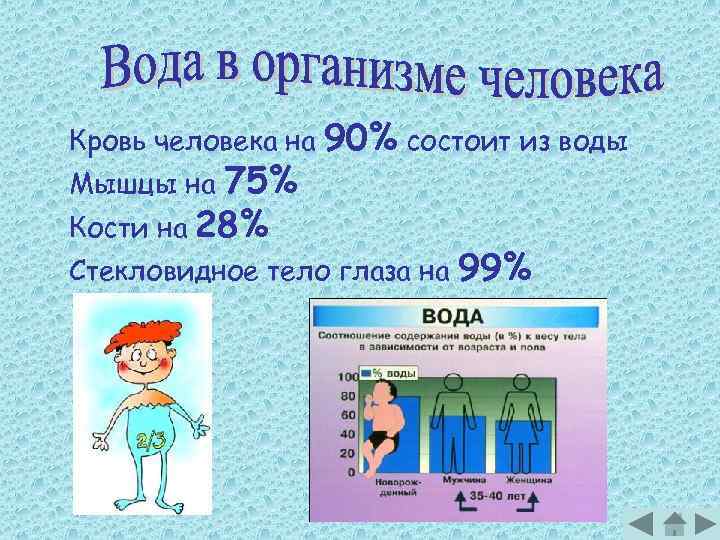 Кровь человека на 75% Кости на 28% 90% состоит из воды Мышцы на Стекловидное