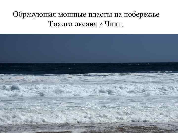 Образующая мощные пласты на побережье Тихого океана в Чили. 