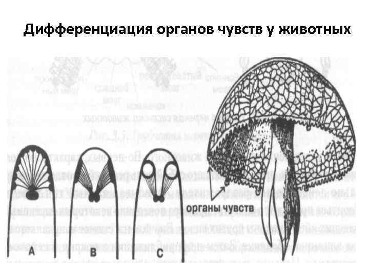 Дифференциация органов чувств у животных 