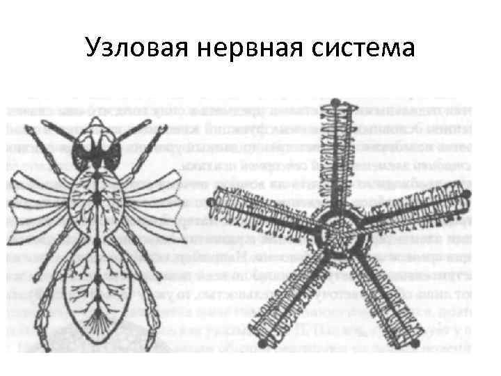 Узловая нервная система 