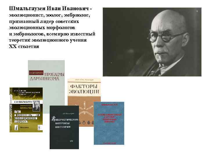 Шмальгаузен Иванович эволюционист, зоолог, эмбриолог, признанный лидер советских эволюционных морфологов и эмбриологов, всемирно известный