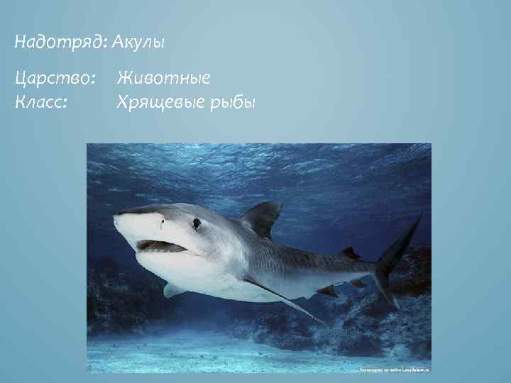 Надотряд: Акулы Царство: Класс: Животные Хрящевые рыбы 