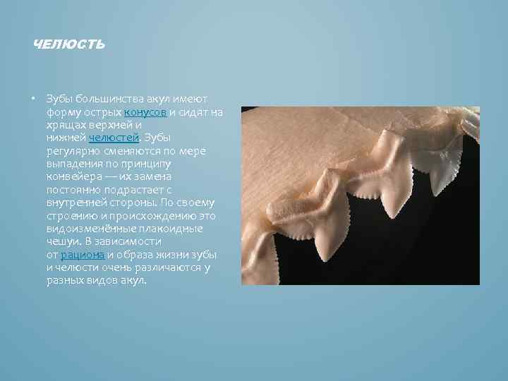ЧЕЛЮСТЬ • Зубы большинства акул имеют форму острых конусов и сидят на хрящах верхней