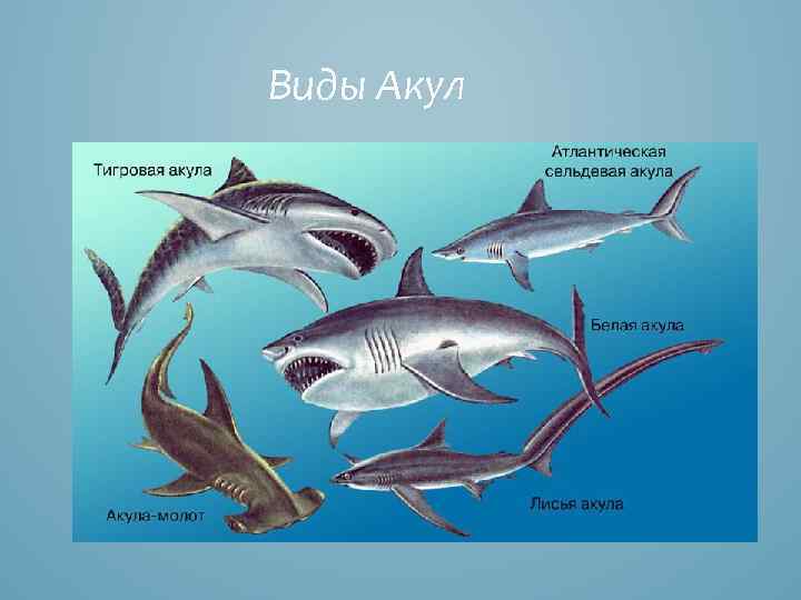 Виды Акул 