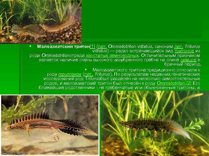 § Малоазиатский тритон[1] (лат. Ommatotriton vittatus, синоним лат. Triturus vittatus) — редко встречающийся вид