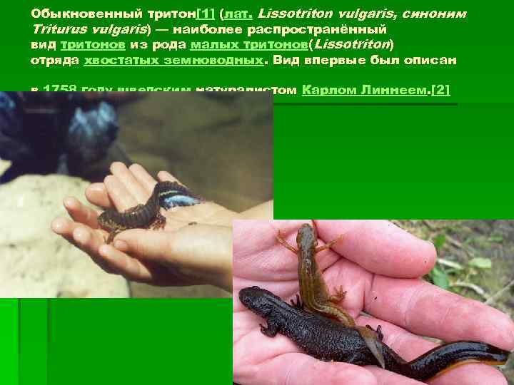 Обыкновенный тритон[1] (лат. Lissotriton vulgaris, синоним Triturus vulgaris) — наиболее распространённый вид тритонов из