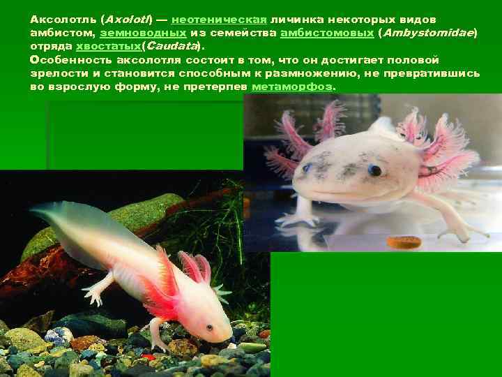 Аксолотль (Axolotl) — неотеническая личинка некоторых видов амбистом, земноводных из семейства амбистомовых (Ambystomidae) отряда