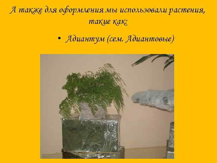 А также для оформления мы использовали растения, такие как: • Адиантум (сем. Адиантовые) 