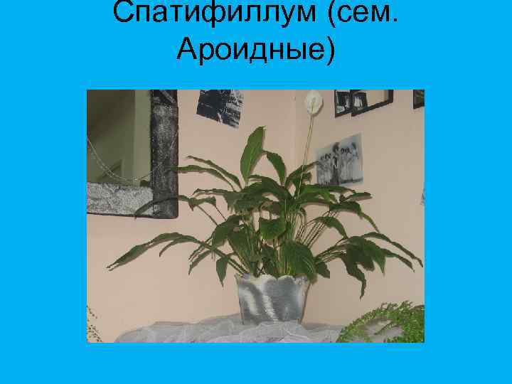 Спатифиллум (сем. Ароидные) 