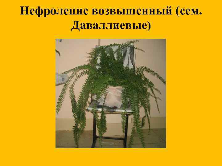 Нефролепис возвышенный (сем. Даваллиевые) 