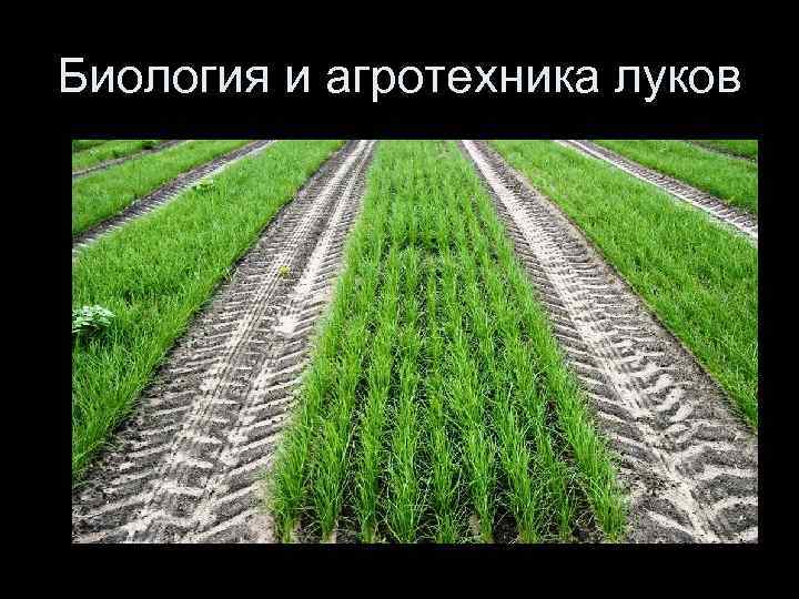 Биология и агротехника луков 