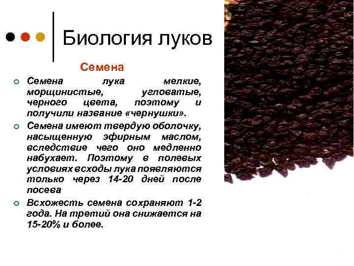 Биология луков Семена ¢ ¢ ¢ Семена лука мелкие, морщинистые, угловатые, черного цвета, поэтому