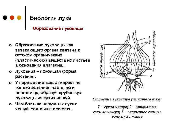 Строение луковицы