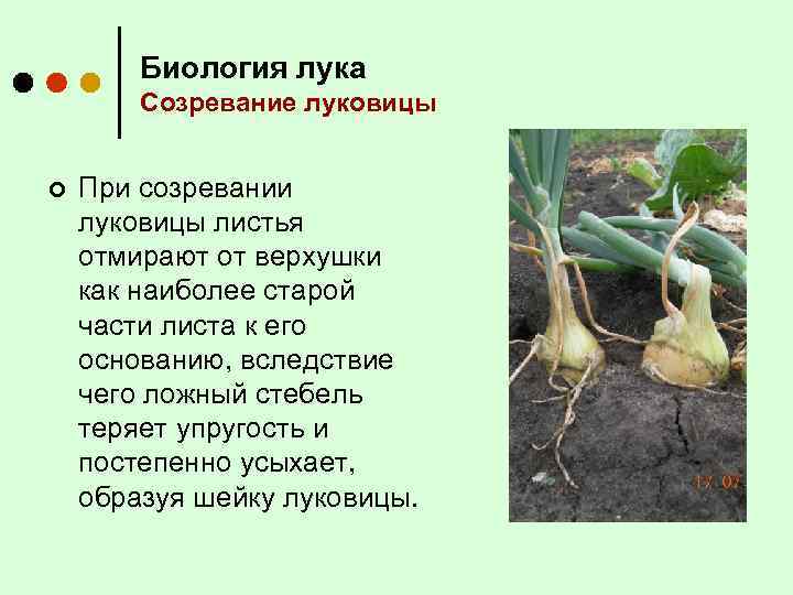 Биология лука Созревание луковицы ¢ При созревании луковицы листья отмирают от верхушки как наиболее