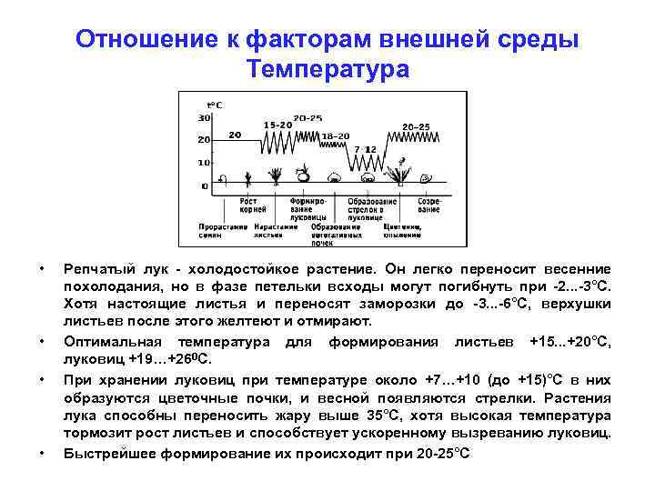 Отношение к факторам внешней среды Температура • • Репчатый лук - холодостойкое растение. Он