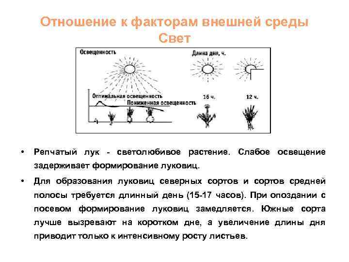 Отношение к факторам внешней среды Свет • Репчатый лук - светолюбивое растение. Слабое освещение