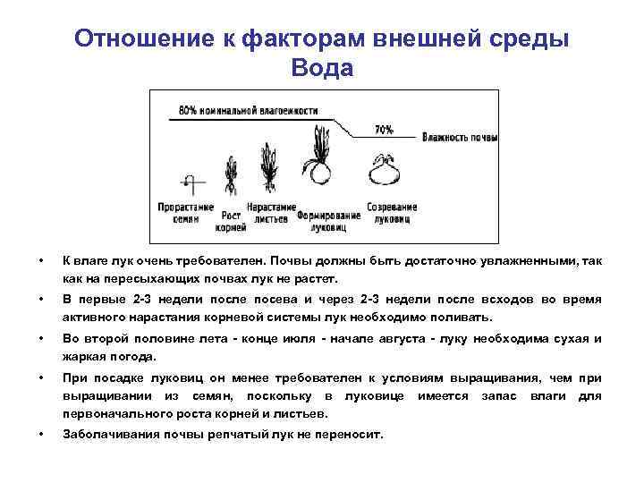 Отношение к факторам внешней среды Вода • К влаге лук очень требователен. Почвы должны