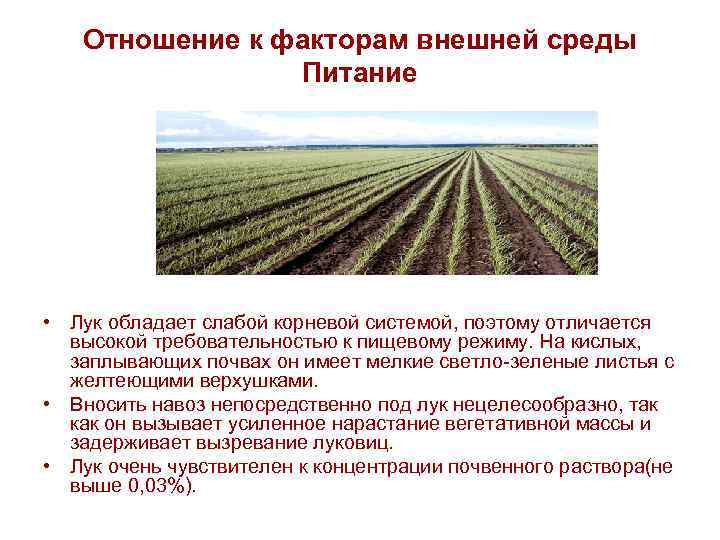 Отношение к факторам внешней среды Питание • Лук обладает слабой корневой системой, поэтому отличается