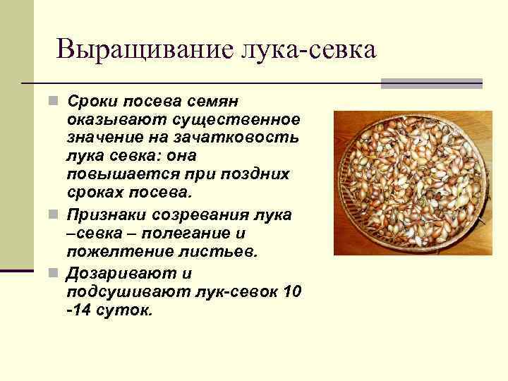 Выращивание лука-севка n Сроки посева семян оказывают существенное значение на зачатковость лука севка: она