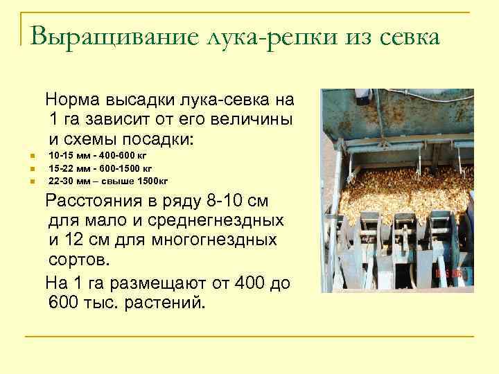 Выращивание лука-репки из севка Норма высадки лука-севка на 1 га зависит от его величины