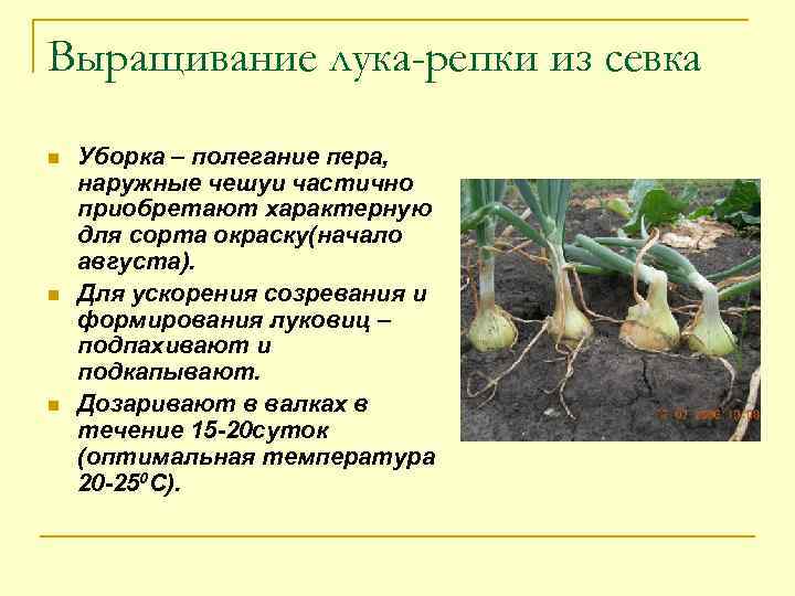 Выращивание лука-репки из севка n n n Уборка – полегание пера, наружные чешуи частично