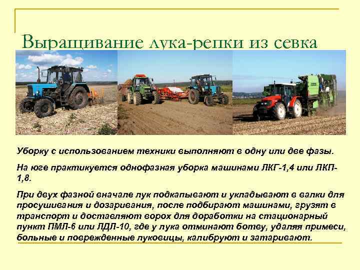 Выращивание лука-репки из севка Уборку с использованием техники выполняют в одну или две фазы.