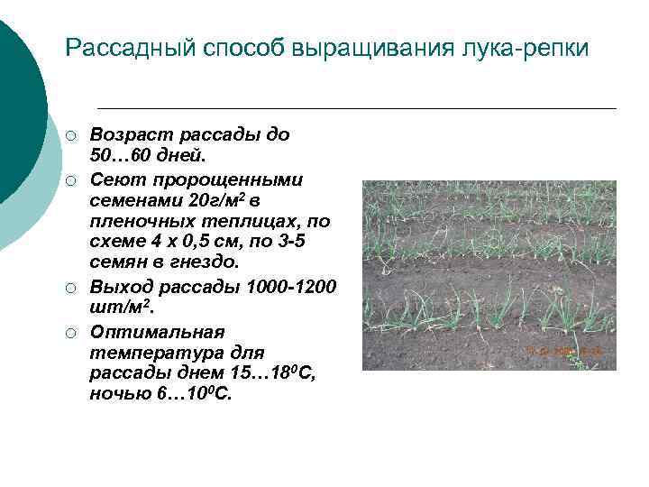 Рассадный способ выращивания лука-репки ¡ ¡ Возраст рассады до 50… 60 дней. Сеют пророщенными