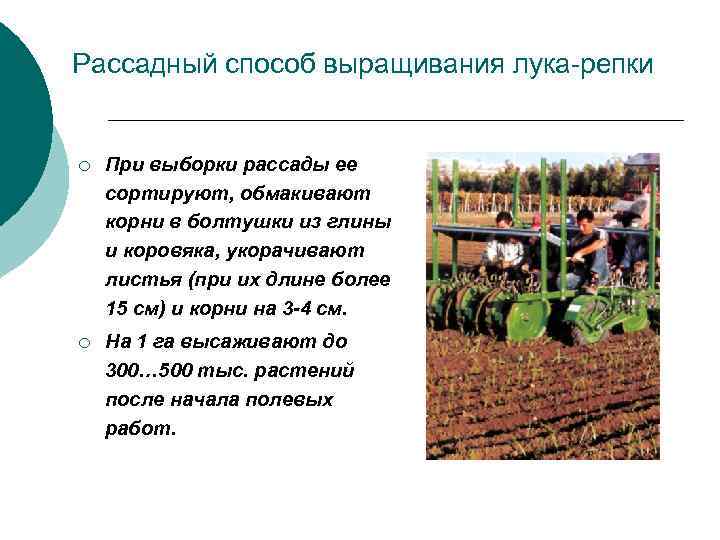 Рассадный способ выращивания лука-репки ¡ При выборки рассады ее сортируют, обмакивают корни в болтушки